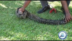 AGRICULTURE MINISTRY BOOSTS NUMBER OF SNAKE HANDLERS AMID GROWING CONCERNS