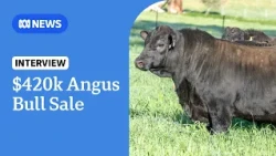 Prized Angus bull sells for $420,000, smashing Australian beef record | ABC NEWS