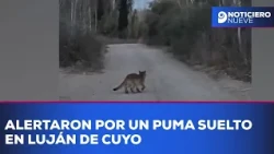 Alert issued for mountain lion on the loose in Luján de Cuyo