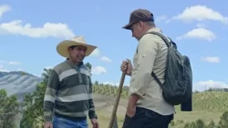 The potatoes that reach thousands of Antioquian homes come from here | The Countryside according ...