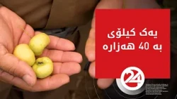 ئەمە سێو نییە، گێوژە و کیلۆیەکی بە 40 هەزار دینارە، لەلایەن جووتیارێکی رواندزەوە بەرهەم هێندراوە