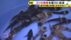 Deep-fried or sashimi… Kanazawa’s local delicacy "Gori" released into the Sai River; a premium fi...