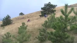 Na Gostilju održana tradicionalna manifestacija „Branje trave ive“