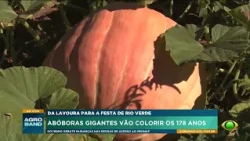 Abóboras gigantes decoram comemorações de Rio Verde (GO)
