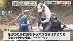 落ちアユを捕獲の“しばぜき”設置・錦川