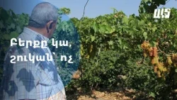 Բերքն ավելանում է, շուկան կրճատվում
