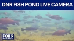 State Fair DNR camera provides live look at Fish Pond
