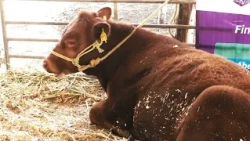 TWO NEW CASES OF HUMAN MYIASIS IN QUERÉTARO