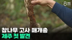 First Discovery of Oak Wilt Vector in Jeju/JIBS/Jeju/10/02/2026