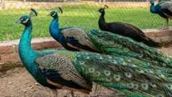 The Aquarium Farm, a Must-See Family Attraction at the Expo