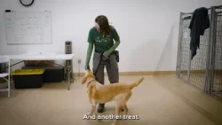 Pet Tips | Simple Training Games