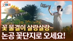 어딜 봐도 해바라기 천지네🌼 논공 꽃단지에 사진 찍으러 놀러 오세요📸