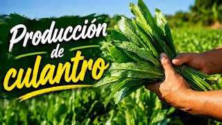 The 22-Day Secret for Perfect Cilantro