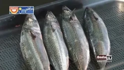 Flavors of the sea in the village of San Gregorio, Capo d'Orlando