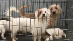 As fireworks bring surge of lost pets, Clark County moves ahead with second animal shelter