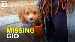 Brooklyn family searches for missing dog after grooming shop escape