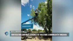 Horticultura continues tree trimming work in Timișoara