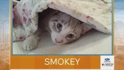 New Mexico Living Pet Pics August 13, 2026