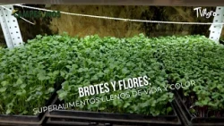 Sprouts and Flowers: Superfoods Full of Life and Color - TvAgro by Juan Gonzalo Angel