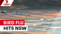 NSW records first case of deadly H5 bird flu | 7NEWS