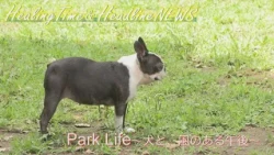 【作業用BGM】ドッグランで遊ぶワンちゃんたちと昭和記念公園の風景