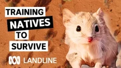 How humans are training Australian animals to survive feral cats | Landline