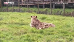 CHEETAHS, MONKEYS: A BABY BOOM AT THE BOISSIÈRE DU DORÉ ZOO