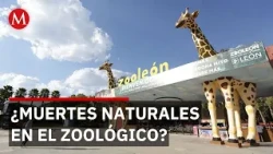 Guanajuato government investigates deaths at León zoo that may not be natural