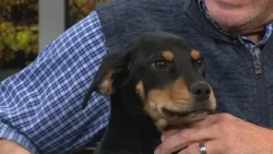 Pet on the Set | Kaelen