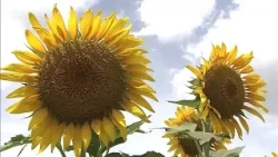 150,000 Sunflowers in Full Bloom Under the Summer Sky! "Sky Sunflower Field" in Mimasaka Reaches ...