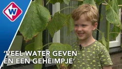 Floris (6) heeft enorme zonnebloemen voor de deur staan