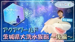 Ibaraki Recommendation: "Aqua World Ibaraki Oarai Aquarium - Part 2 (Oarai Town)" [Starring: Kana...