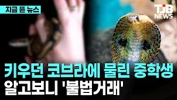 키우던 코브라에 물린 중학생 알고보니 '불법거래'｜ TJB 대전·세종·충남뉴스
