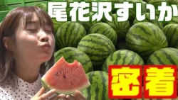 [In Season Now] A Close Look at Obanazawa Watermelon Shipments! Plus Fun Facts You'll Want to Share!