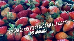 How to Grow Strawberries in the Cold Climate of Antioquia? - TvAgro by Juan Gonzalo Angel