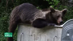 Bears, politicians, and… everyone else 09/10/2026