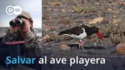 Between Tourists and Tides: Saving the Oystercatcher