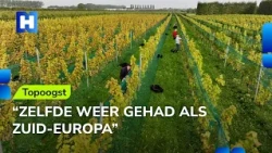 Southern European weather in the Netherlands leads to an exceptional wine harvest
