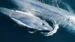La Ballena Azul