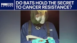 Do bats hold the secret to cancer resistance? A researcher wants to find out