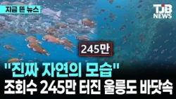 "진짜 자연의 모습"…조회수 245만 터진 울릉도 바닷속 영상｜ TJB 대전·세종·충남뉴스