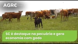 Agro Saúde e Cooperação - Gado de Corte