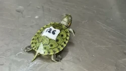 20 turtles rescued after being transported in soda bottles