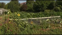 Les fermes urbaines, une solution à la chaleur ?