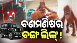 Mystery of Orangutan’s Arrival in Balasore Expected to Be Solved Within Eight Days || Kalinga TV