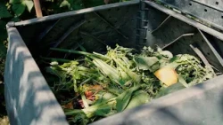 BNEWS Green Corner: Backyard Composting