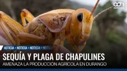 Grasshopper plague hits bean crops in Durango after weeks of drought