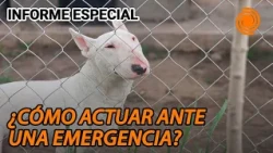 Potentially Dangerous Dogs: What to Do During an Attack and How to Prevent Further Tragedy