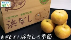 【幻の梨】「もぎたて！浜なしの季節」かながわ旬菜ナビ 2026/8/9放送