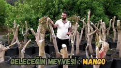 Geleceğin Meyvesi: Mango